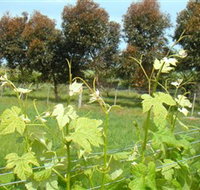 Barwon Ridge Wines - Accommodation Brisbane