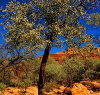 Mt Romance Australia Pty Ltd - Accommodation Brisbane