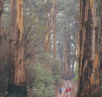 Beedelup National Park - Accommodation Brisbane