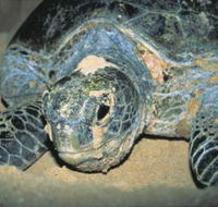Turtle Nesting Season