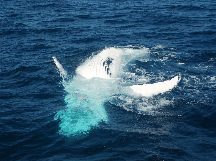 Dolphin Wild Cruises - Accommodation Brisbane 0