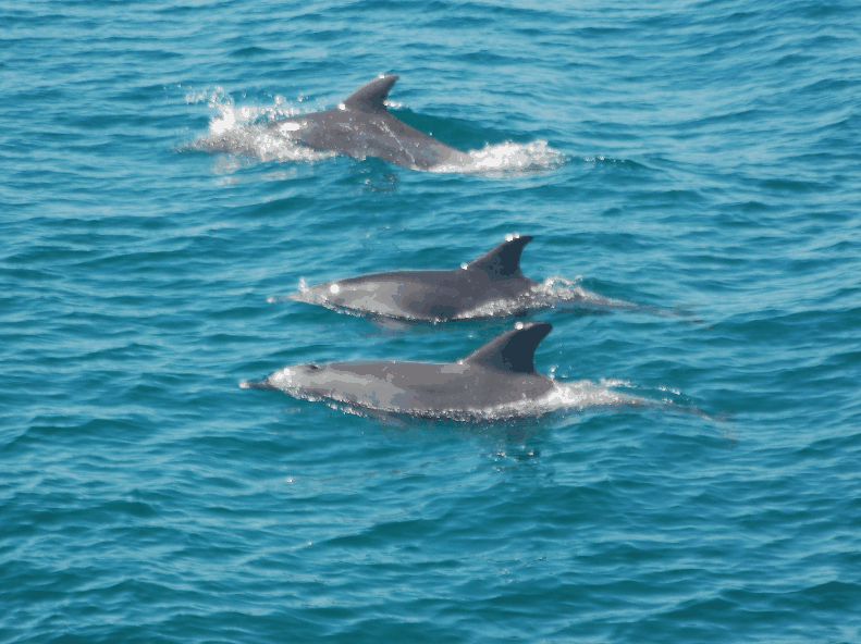 Dolphin Wild Cruises - Accommodation Brisbane 5