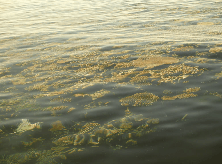 Eco Jet Safari - Accommodation Brisbane 1