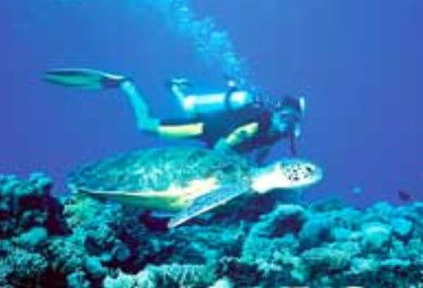 Poseidon Outer Reef Cruises - Accommodation Brisbane 1