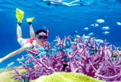 Poseidon Outer Reef Cruises - Accommodation Brisbane 2
