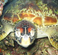Adrenalin Snorkel and Dive - Accommodation Brisbane