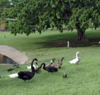 Anzac Park and Ululah Lagoon - Accommodation Brisbane