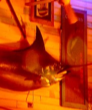 Joes Fish Shack - Accommodation Brisbane 3