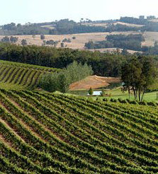 Brookhampton Estate Vineyard - Accommodation Brisbane 1
