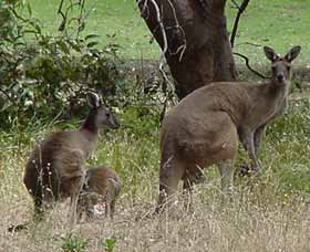 Capel Golf Club - Accommodation Brisbane 2