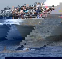 MoonshadowTQC Cruises - Accommodation Brisbane