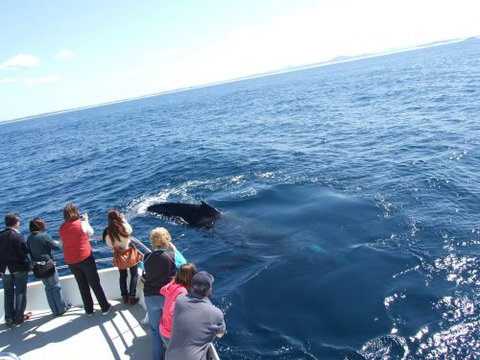 Moonshadow–TQC Cruises - Accommodation Brisbane 1