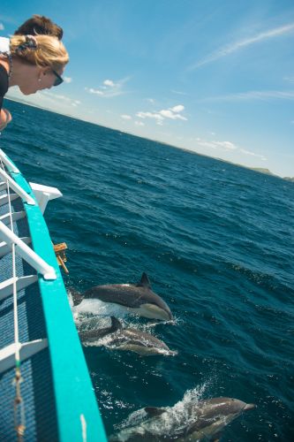 Moonshadow–TQC Cruises - Accommodation Brisbane 3