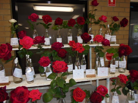Anglican Spring Flower Show Gundagai - Accommodation Brisbane 0