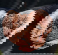 A Taste of Truffles - Accommodation Brisbane