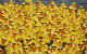 Gerringong Men’s Shed Annual Duck Derby - thumb 1