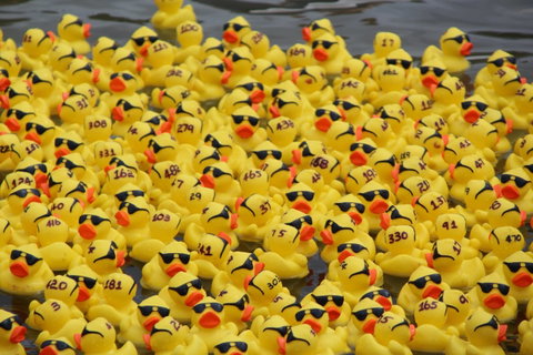 Gerringong Men’s Shed Annual Duck Derby - Accommodation Brisbane 1