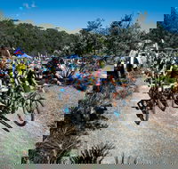 JetBlack Wild Wombat MTB Challenge - Accommodation Brisbane