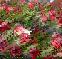 Junee Rotary Farmers Markets - Accommodation Brisbane