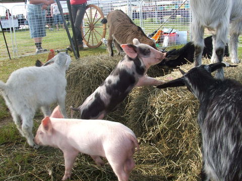 Primex Field Days - Accommodation Brisbane 2