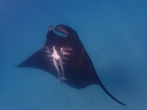 Project Manta Ningaloo Reef, Western Australia - Accommodation Brisbane 0