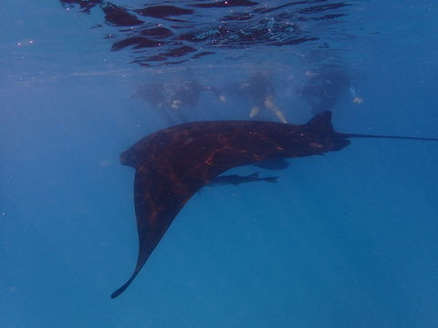 Project Manta Ningaloo Reef, Western Australia - Accommodation Brisbane 2