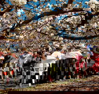 Young Cherry Blossom Long Lazy Lunch - Accommodation Brisbane