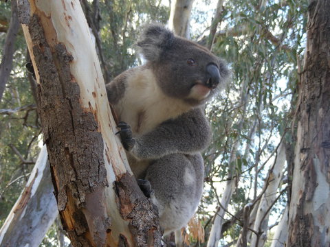 Annual Koala Count - Accommodation Brisbane 0