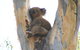 Annual Koala Count - thumb 2