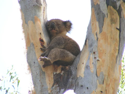 Annual Koala Count - Accommodation Brisbane 2
