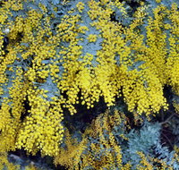 Australian Wattle Day  the Old Bus Depot Markets - Accommodation Brisbane