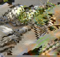 Blayney Farmers' Market - Accommodation Brisbane