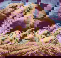 Grafton Farmers Market - Accommodation Brisbane