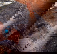 Learn all about Australia's Hidden Treasures - The Kimberley - Accommodation Brisbane