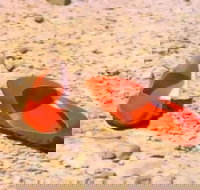 Let's Dance Carinda David Bowie Tribute Festival - Accommodation Brisbane