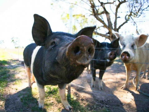 Mudgee Farm Walks - Accommodation Brisbane 0