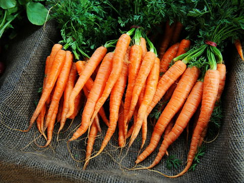 Mudgee Farm Walks - Accommodation Brisbane 2