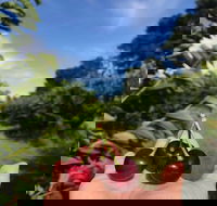 National Cherry Festival - Accommodation Brisbane