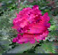 Rhododendrons at Brangayne - Accommodation Brisbane