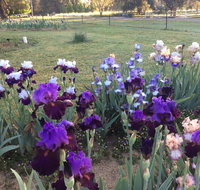 Riverina Iris Farm Open Garden and Iris Display - Accommodation Brisbane