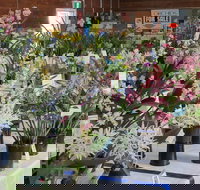 Sapphire Coast Orchid Club Spring Orchid Show - Accommodation Brisbane