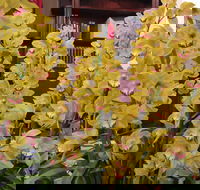 Sapphire Coast Orchid Club Winter Orchid Show - Accommodation Brisbane