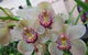 Sapphire Coast Orchid Club Winter Orchid Show - thumb 1
