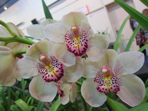 Sapphire Coast Orchid Club Winter Orchid Show - Accommodation Brisbane 1