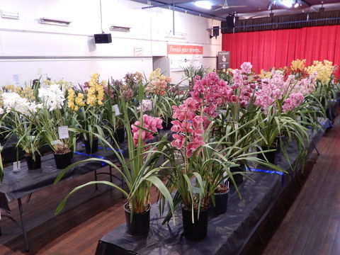 Sapphire Coast Orchid Club Winter Orchid Show - Accommodation Brisbane 2