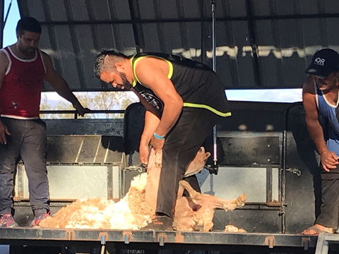 The Shearers  Shindig Thargomindah - Accommodation Brisbane 0