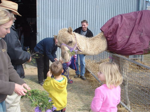 Wangaratta Show - Accommodation Brisbane 1