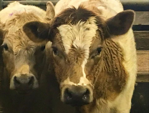 Wangaratta Show - Accommodation Brisbane 2