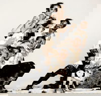 Animal Farm - Launceston - Accommodation Brisbane