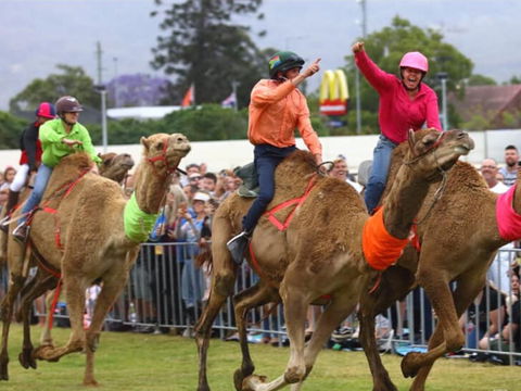 Camel Races At Penrith Paceway - Accommodation Brisbane 0